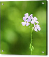 Nature Photography - Floral 2 Acrylic Print