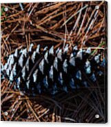 Nature Photography - Pine Cone 2 Acrylic Print