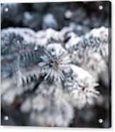 Nature Photography - Snowy Evergreen Acrylic Print
