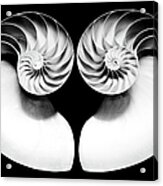 Nautilus Shell Halves - Bw Acrylic Print