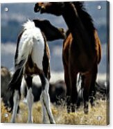 Neck To Neck, Onaqui Wild Horse Acrylic Print