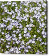 Nemophila Maculata Blooms 3 Acrylic Print