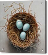 Nest With Blue Eggs Acrylic Print