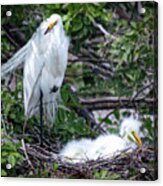 Nesting Egret With Chicks Acrylic Print