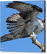 Nesting Osprey 2020 Acrylic Print