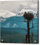 Nesting Osprey Acrylic Print