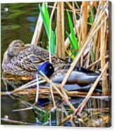 Nestling In The Reeds Acrylic Print