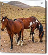 Nevada Mustangs Acrylic Print