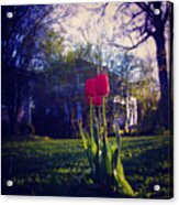 New Spring Tulips - Square Acrylic Print
