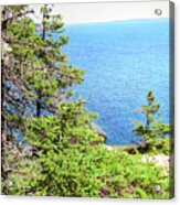 New Tree Near Otter Cliffs, Acadia National Park, Maine Acrylic Print