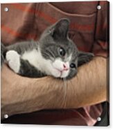 Newly Adopted Kitten Being Cuddled At Home. Acrylic Print
