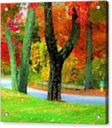 - Nh Fall Trees Acrylic Print