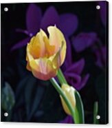 Niagara Tulip Acrylic Print