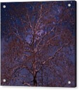 Night Sky Tree Acrylic Print