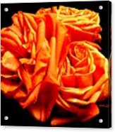 Nisha's  Roses Acrylic Print