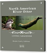 North American River Otter Acrylic Print
