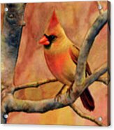 Northern Cardinal Ii Acrylic Print