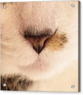 Nose And Whiskers Acrylic Print