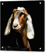 Nubian Goat Acrylic Print