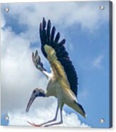Wood-stork Acrylic Print