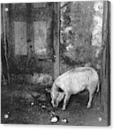 Nyc Tenement, 1892 Acrylic Print