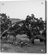 Oak Trees In The Wild West Acrylic Print