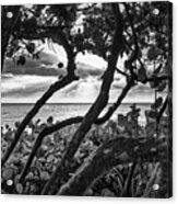 Ocean View Through Seagrape Trees Bw Acrylic Print
