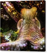 Octopus - Deep Underwater Acrylic Print