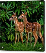Oh, Deer... We Have Been Spotted. Acrylic Print
