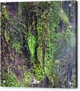 Okarito Beach, New Zealand, Waterfall 5 Acrylic Print