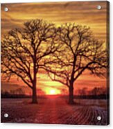 Old Married Couple - Twin Oaks Near Oregon Wi At Sunset Acrylic Print