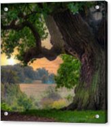 Old Oak In The Morning 2 Acrylic Print