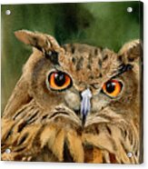 Old Wise Owl Acrylic Print