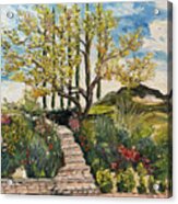 The Olive Tree At Gershon Bachus Vintners Acrylic Print