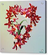 Orchid - Oncostele Hilo Firecracker 'new Year' Acrylic Print