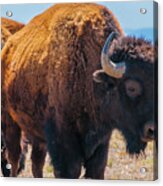 Bison In Field In The Daytime Acrylic Print