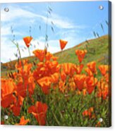 Once Upon A Time In A Poppy Field Acrylic Print