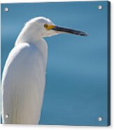 Only One Egret Acrylic Print