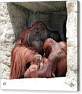 Orang Lp 37a Acrylic Print