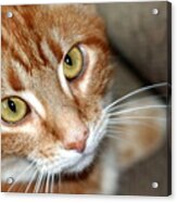 Orange And White Cat Looking At Camera Acrylic Print