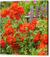 Orange Azalea Acrylic Print