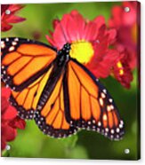 Orange Drift Monarch Butterfly Acrylic Print