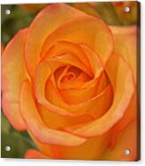 Orange Rose Vertical Acrylic Print