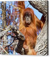 Orangutan In Tree Acrylic Print