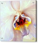 Orchid-beautiful Acrylic Print