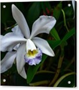 Orchid Bloom In The Darkness Acrylic Print