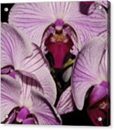 Orchid Detail Acrylic Print