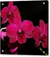 Orchid And Morning Due Acrylic Print