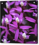 Epidendrum Secundum Orchid Peru Acrylic Print