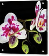 Orchid Promise Acrylic Print